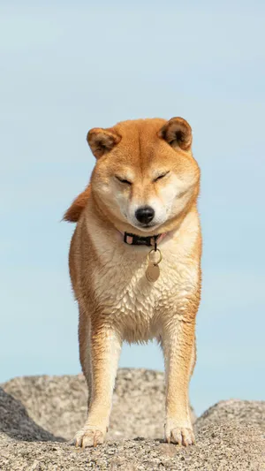 Shiba Inu Standing Proud Wallpaper