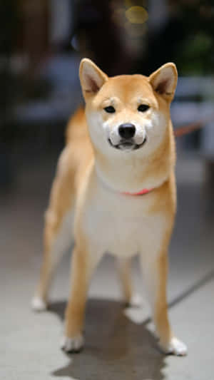 Shiba Inu Standing Proud Wallpaper