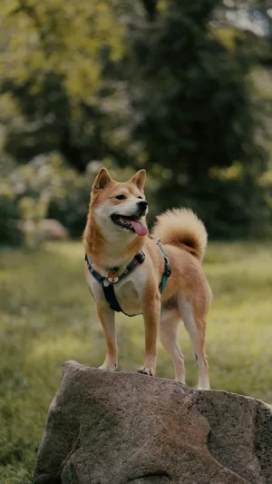 Shiba Inu Standing Proud Wallpaper