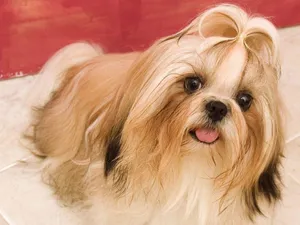 Shih Tzu Dog Breeds Wallpaper