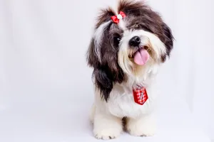 Shih Tzu Dog With Ribbon Wallpaper