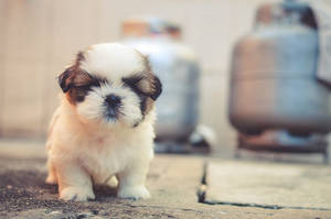 Shih Tzu Puppy Dog With Gas Tank Wallpaper