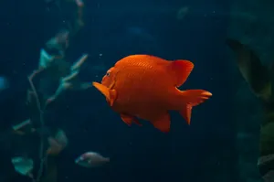 Shimmering Fish Scales Close-up Wallpaper