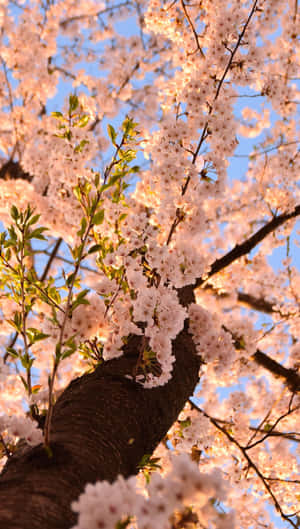 Shining Aesthetic Cherry Blossom Wallpaper