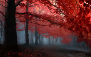 Shining Bright And Vibrant, The Red Forest Beckons Wallpaper