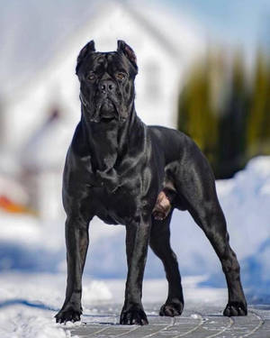 Shiny Black Cane Corso Wallpaper