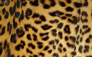 Shiny Leopard Print Fur Wallpaper