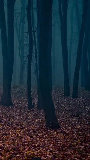 Shivering Dusky Forest Iphone Wallpaper