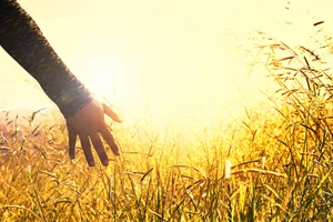 Shot Of A Person's Hand Touching The Tangible Grass On The Field Wallpaper