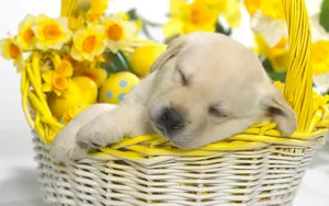 Show How Cute It Is To Prepare For Easter With This Sleeping Labrador Puppy! Wallpaper