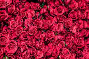 Show Some Love This Valentine's Day With A Beautiful Bouquet Of Red Roses. Wallpaper