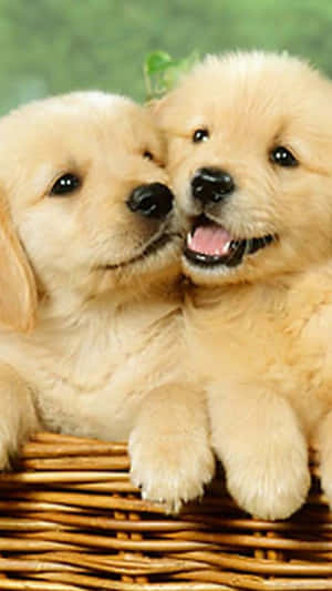 Show Your Love For Dogs With This Adorable Dog Iphone Wallpaper. Wallpaper