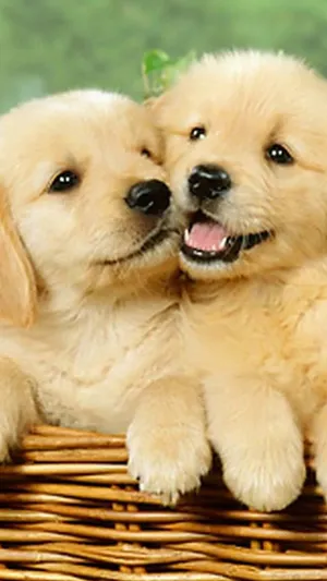 Show Your Love For Dogs With This Adorable Dog Iphone Wallpaper. Wallpaper