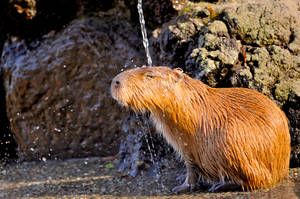 Showering Golden Capybara Wallpaper