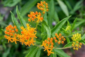 Showy Yellow And Orange Blooms Of The Butterfly Weed Wild Flower Are An Eye-catching Addition To Any Garden Wallpaper