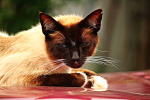 Siamese Cat Breed Wallpaper