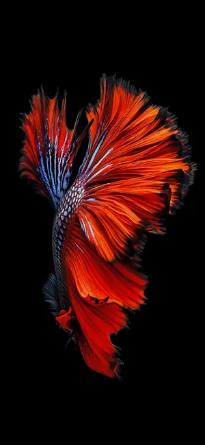 Siamese Fish Wallpapers Hd Wallpaper