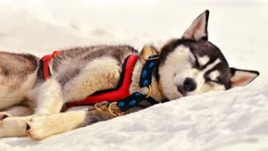 Siberian Husky Asleep In Snow Wallpaper