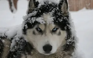 Siberian Husky Covered With Snow Wallpaper