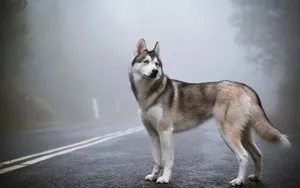 Siberian Husky Cute Animal Crossing Foggy Road Wallpaper