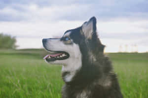 Siberian Husky Dog Side Profile Wallpaper