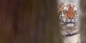 Siberian Tiger Gaze Wallpaper