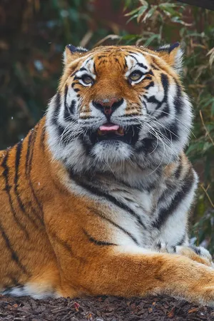 Siberian Tiger Resting Majestically Wallpaper