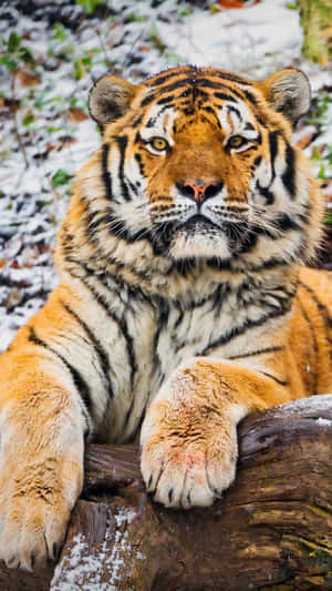 Siberian Tiger Restingin Snow Wallpaper