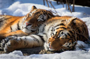 Siberian Tiger Restingin Snow Wallpaper