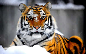 Siberian Tigerin Snow Wallpaper