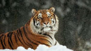 Siberian Tigerin Snowfall.jpg Wallpaper