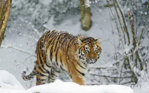 Siberian Tigerin Snowfall.jpg Wallpaper