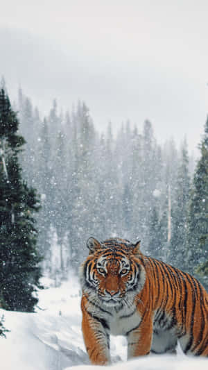 Siberian Tigerin Snowy Forest Wallpaper