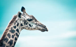 Side View Giraffe's Photograph Wallpaper