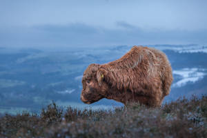 Side View Of Cute Cow On Mountain Wallpaper