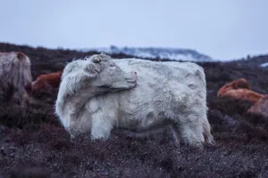 Side View Of Cute White Cow On Mountain Wallpaper