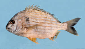 Side Viewof Bream Fish Wallpaper