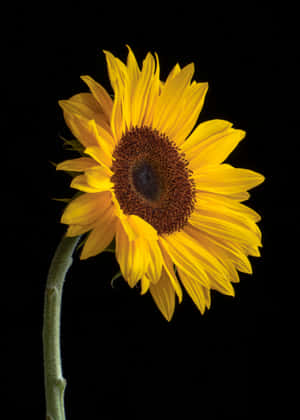 Sideways Sunflower Phone Wallpaper