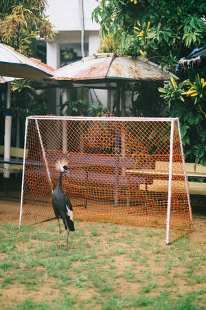 Sierra Leone Crane In Front Of Goal Wallpaper