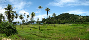 Sierra Leone Trees On Grass Field Wallpaper