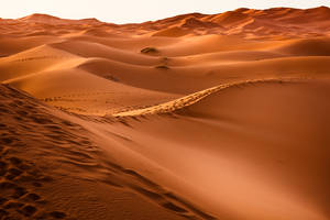 Signs Of Life In The Desert - Evidence Of Human Mobility Wallpaper