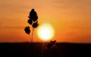Silhouette Of A Grass Plant Against The Sunset Wallpaper
