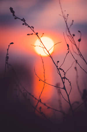 Silhouette Of Plants Under Evening Sky Wallpaper