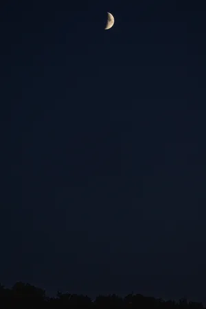 Silhouette Of Trees Black Aesthetic Tumblr Iphone Wallpaper