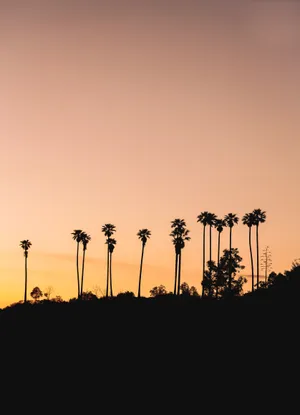 Silhouette Palm Trees Wallpaper