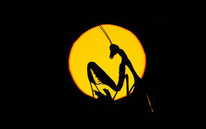 Silhouette Praying Mantis Wallpaper