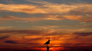Silhouetted Birdat Sunset Wallpaper