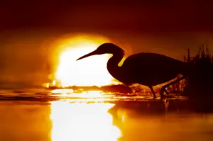 Silhouetted Craneat Sunset Wallpaper