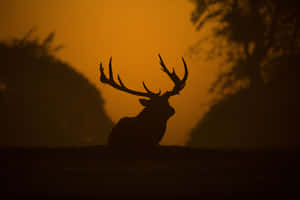 Silhouetted Stagat Sunset Wallpaper