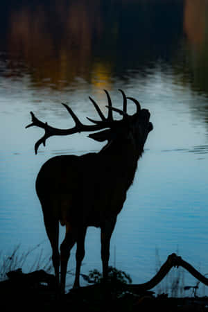 Silhouetted Stagby Water Wallpaper